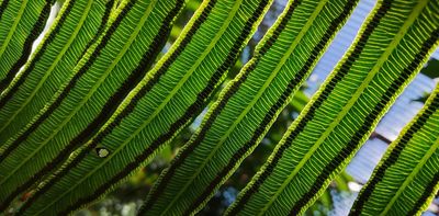 Plants struggled for millions of years after Earth’s worst climate catastrophe – new study