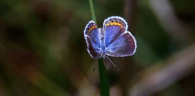 Butterflies declined by 22% in just 2 decades across the US – there are ways you can help save them