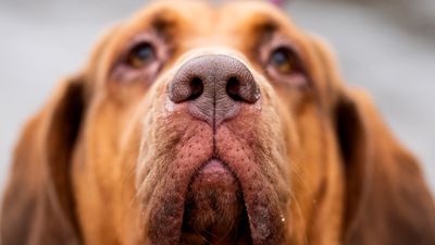 18 scent hounds with powerful noses