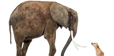 New research shows bigger animals get more cancer, defying decades-old belief