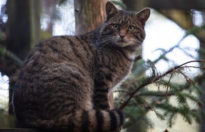 Country diary: The Highland tiger who came to me