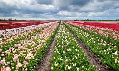 ‘I cycled through flower fields stretching as far as the eye can see’: readers’ favourite European spring breaks