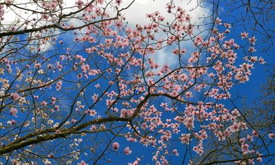 Give your garden a fairytale touch with a magical magnolia