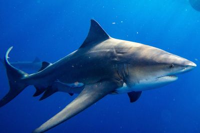Woman attacked by shark rescued by beachgoers after she was mauled while swimming