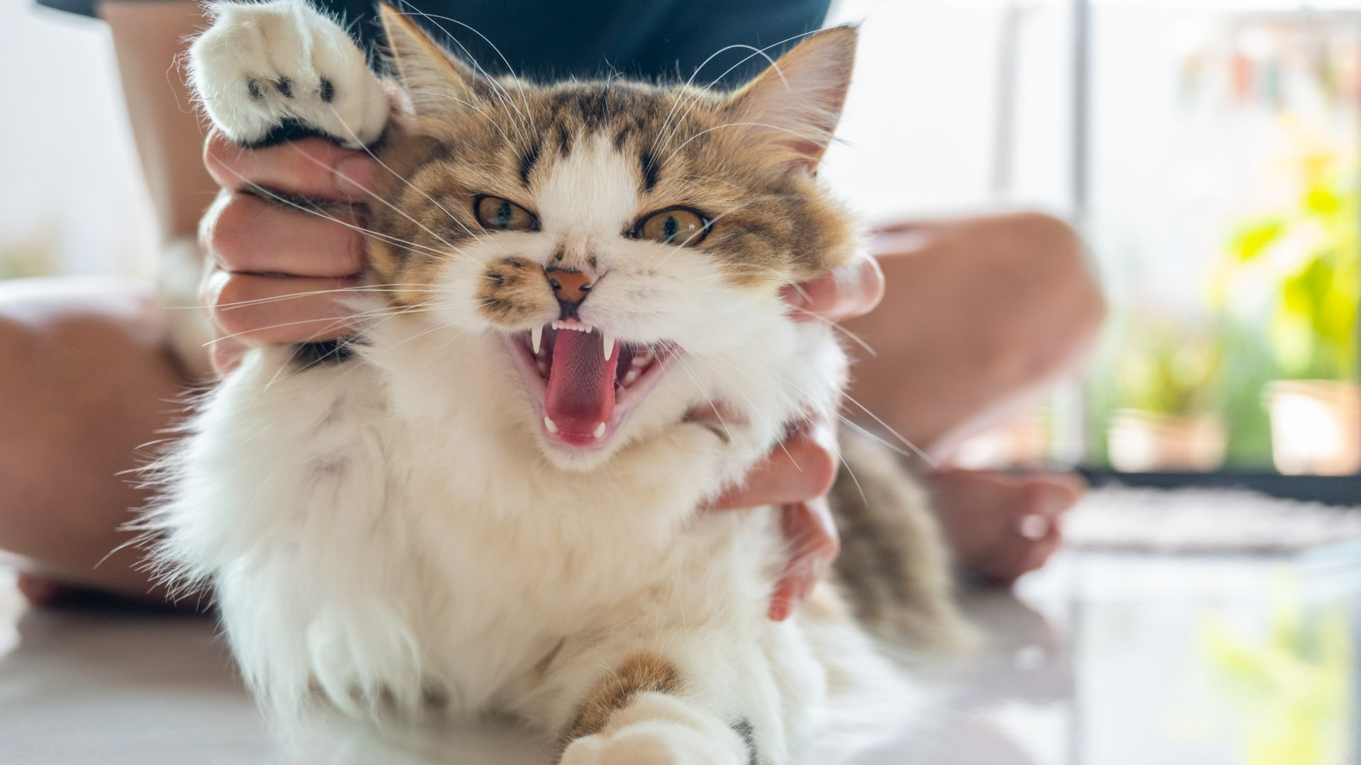 Curated visual reference: How To Put A Stop To Cat Play Aggression Photo Inspiration