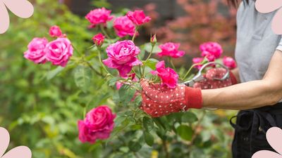 When should you prune roses? Garden experts reveal the perfect timing to guarantee impressive summer blooms