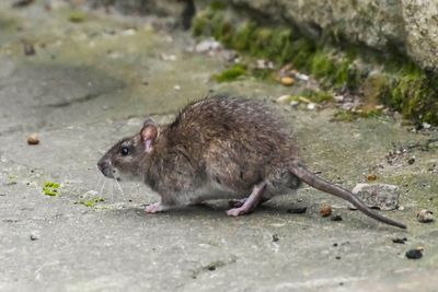 What is Lassa fever and what are the symptoms after UK case