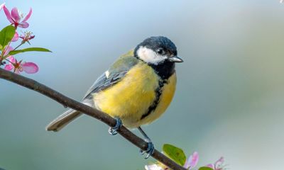 Age and migration influence bird groups’ song repertoires, study finds