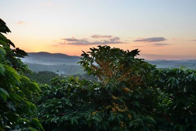 Coffee Prices Post Moderate Losses on Rain Forecasts for Brazil
