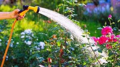 Garden hose mistakes – yard experts reveal 6 'severe' errors that can ruin your hose, fry your lawn, and even change the color of your plants