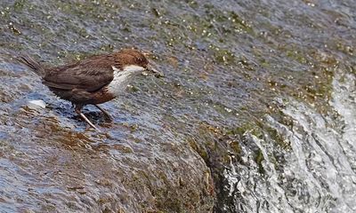 Country diary: Dancing dippers share the secret of their riverbank nest