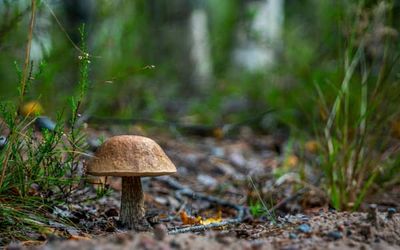 Best mushroom gummies for energy, relaxation, focus and more