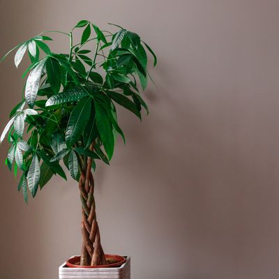 Where to put a money tree in your home to encourage wealth and prosperity, according to Feng Shui experts