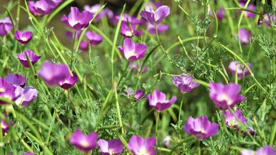 Best native ground cover plants to stop weeds – 5 expert-approved species to keep weeds out of your borders