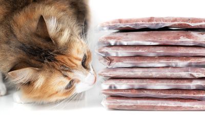 Further cat food recalled amid bird flu concerns with more cats falling ill