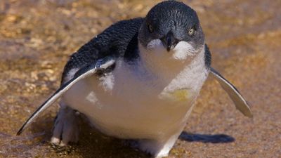 The fight to protect the harbour city's aquatic natives