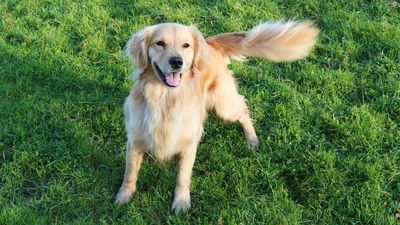 Dog excluded from Crufts due to happy tail syndrome, but what is it? Our vet explains