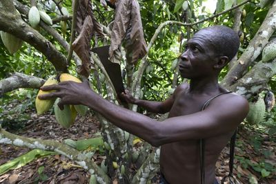 Nigeria Seeks To Cash In On Soaring Cocoa Prices