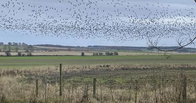 Calls for plans for battery storage site near battlefield to be scrapped