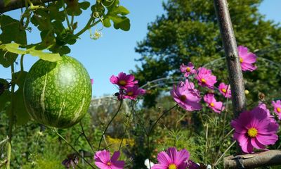 Garden scents: 10 of the best