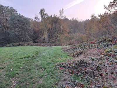 Dog walkers campaign to reclaim Hampstead Heath from gay cruising spots