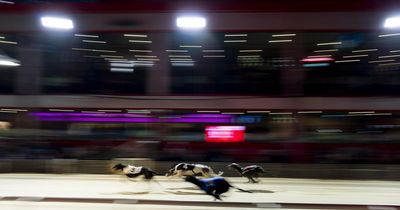 Illegal transport of greyhounds from Scotland to England revealed by activists