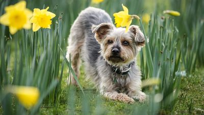 Crufts 2025: How to watch live streams of the world's greatest dog show