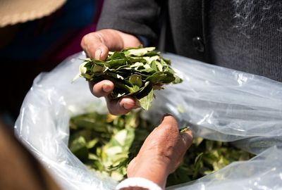 Groups demand: "decolonize" coca leaves