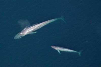 Where are all the baby blue whales? Scientists may have finally cracked the mystery