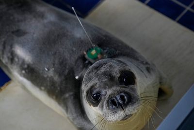 Rare Mediterranean monk seals making a comeback thanks to conservation efforts