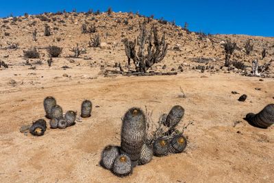 A cacti-smuggling case with a prickly end: the novel way courts are making poachers pay