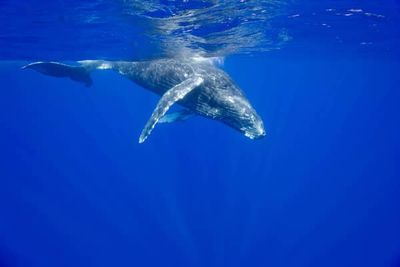 Whales transport vital nutrients from urine and carcasses across oceans – study