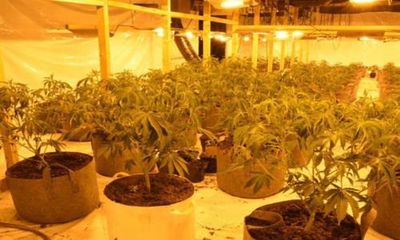 Eight jailed after posing as electricians to divert power to UK cannabis farms