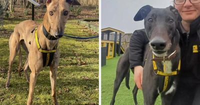 Charity looking to rehome two greyhounds amid calls for racing ban