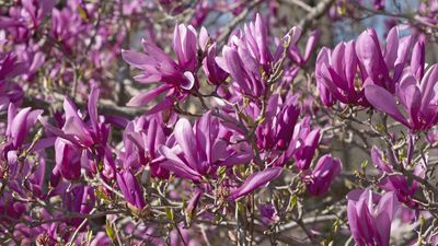 Best dwarf trees for compact spaces – 5 unusual species to transform even the smallest yard