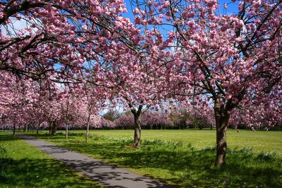 The best flowering cherry trees for British gardens