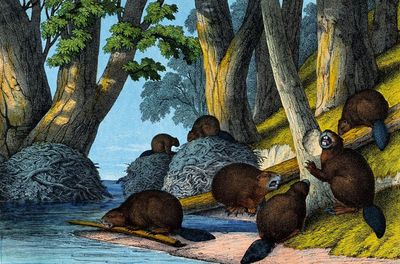 A beaver: to get attention they will slap the water with their tails