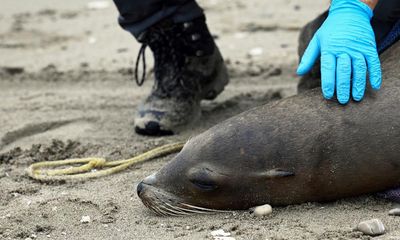 Sea lions sickened as toxic algae threatens California’s marine mammals