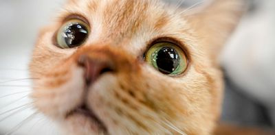 Do cats have ‘friends’, or do they always vie for territory? Animal experts weigh in