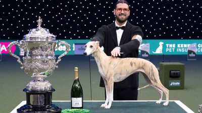 Miuccia the whippet wins Best in Show at Crufts 2025