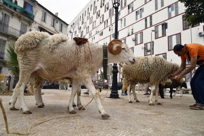 Drought-stricken Algeria plans to import one million sheep ahead of Islam's Eid Al-Adha