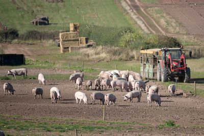 Farmers could be forced to sell land at lower value under new Labour plans