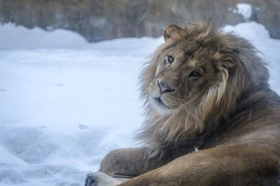 Zoo pays tribute to ‘beloved’ lion after she dies at equivalent of 100 years old