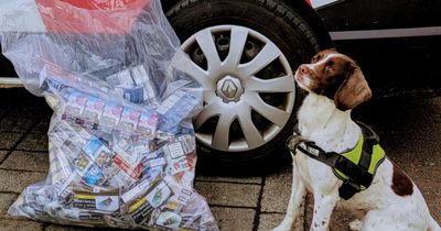 'Invaluable' sniffer dogs help find illegal stashes in raids on Scottish shops