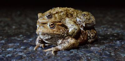 Toad patrol volunteers are ensuring frisky amphibians can cross the road to reach their mating grounds