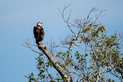 Trump orders likely to drive species’ extinction, wildlife advocates warn