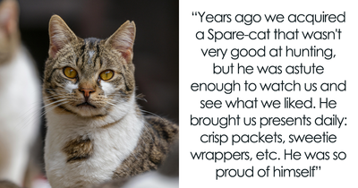 Things Cats Presented To Their Owners Very Proudly (30 Examples)