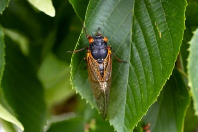 What’s that sound? Cicada season has arrived and here are the parts of the US that will be annoyed