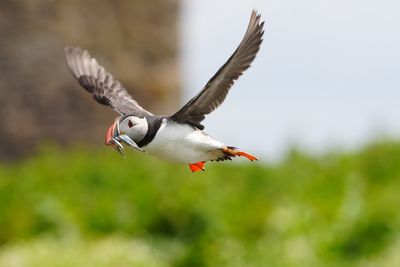 Fears for thousands of seabirds after North Sea oil tanker and cargo ship explosion