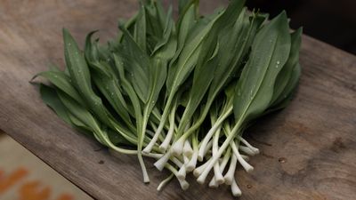 Ramps are highly prized spring harvests for chefs – discover how to grow your own at home from bulbs or seeds to have rich pickings for years to come
